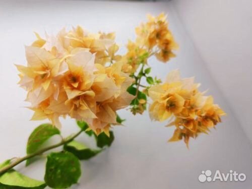 Бугенвиллия