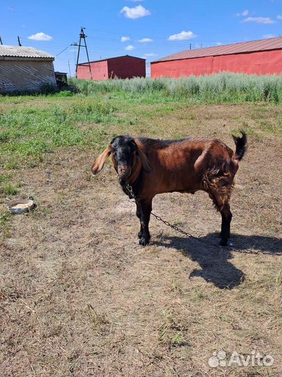 Нубийский козел