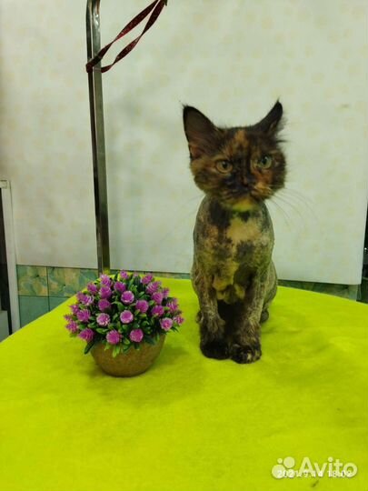 Груминг собак и кошек