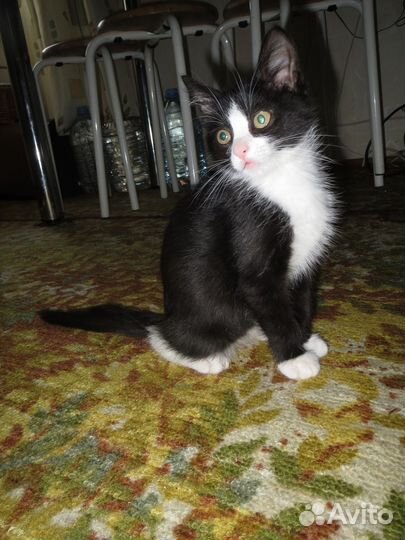 Котёнок Веня ищет свою семью