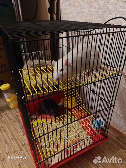 Крыса с клеткой бесплатно