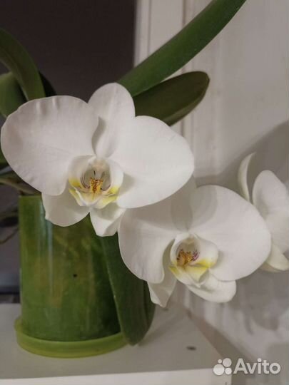 Орхидея фаленопсис белая