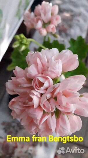 Пеларгония герань