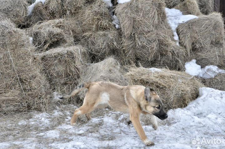 Собаки девчонки даром