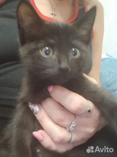 Котёнок ищет дом