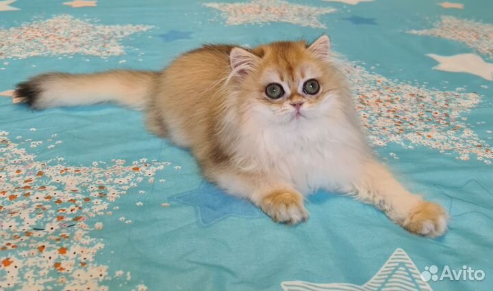 Кошечка Хаврошка