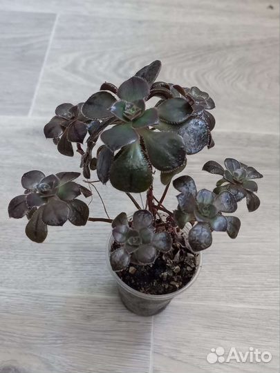 Эониум Маскайский