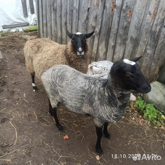 Овцы бараны на мясо