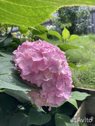 Гортензия саженцы