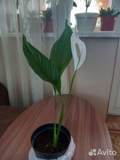 Спотифилим