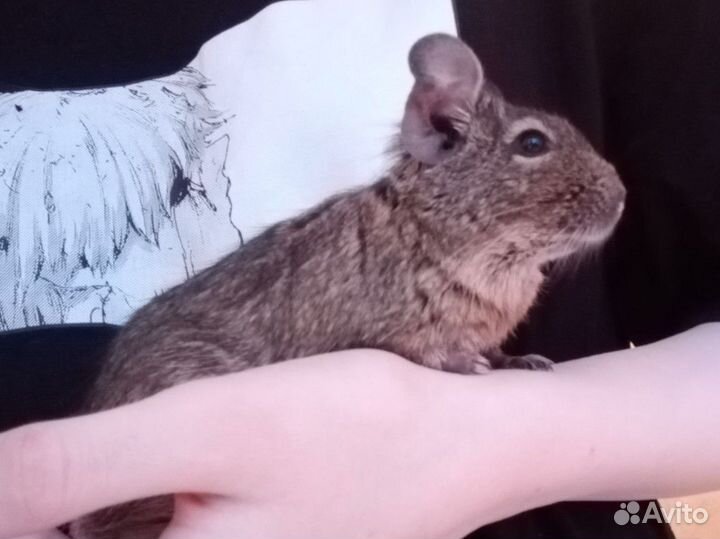 Чилийская белка дегу