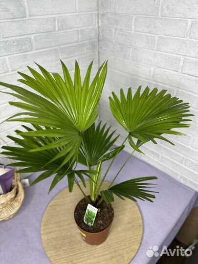 Пальма Ливистона