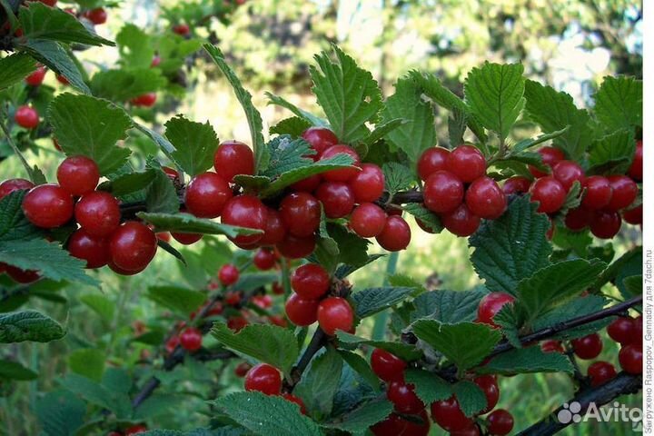 Саженцы вишни войлочной