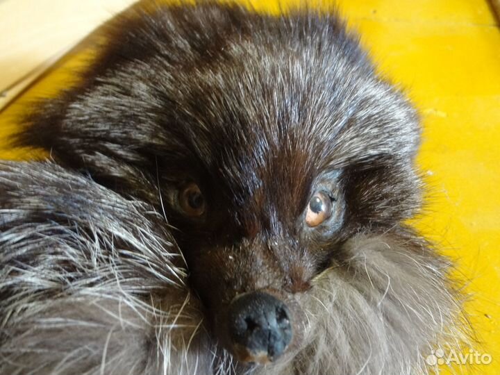 Чучело лисы чернобурки