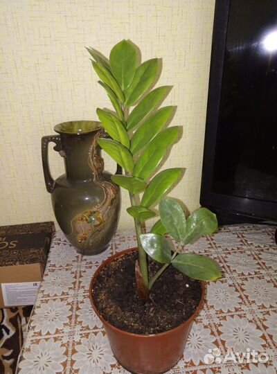 Доллоровое дерево, денежное дерево, каланхое