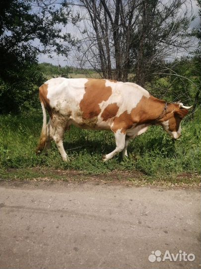 Продается корова