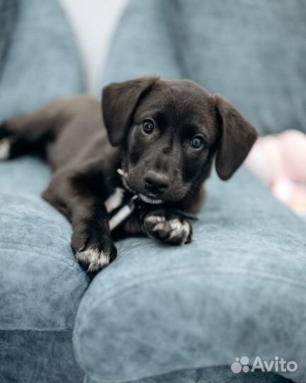 Щенок(метис лабрадор девочка) в добрые руки