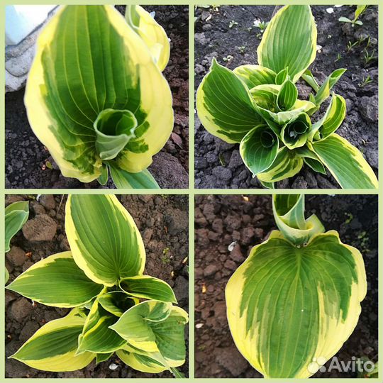 Хоста (кустики)