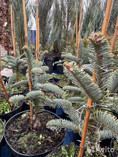 Пихта глаука