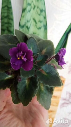 Детки и пасынки фиалок