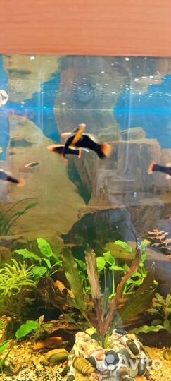 Рыбки пецилии