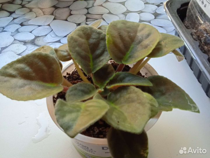 Фиалка розовая