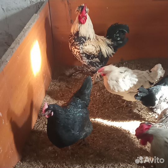 Продам своих цыплят