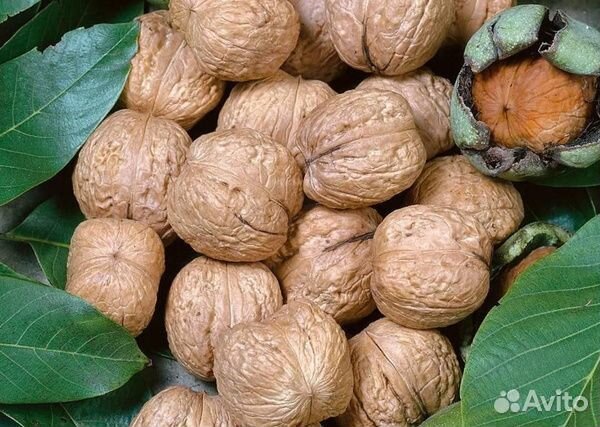 Грецкие орехи оптом