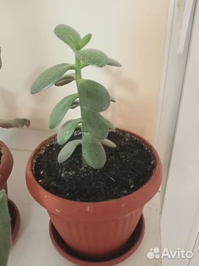 Толстянка (денежное дерево)