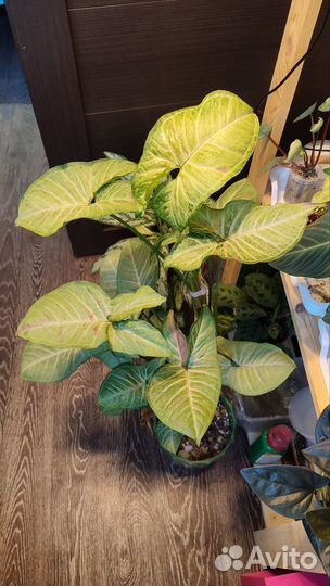 Сингониумы, сциндапсус