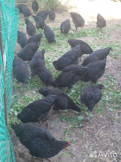 Куры и петухи