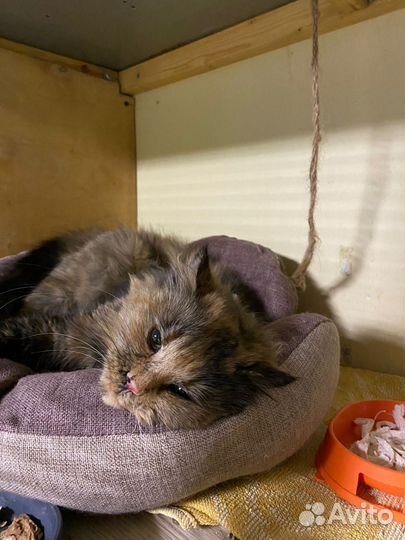 Кошечка бездомыш