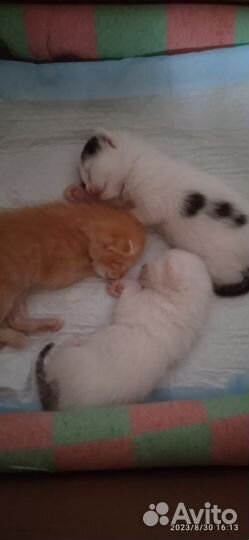 Кошки в добрые руки