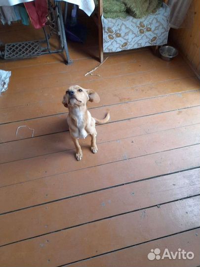 Левретка в добрые руки