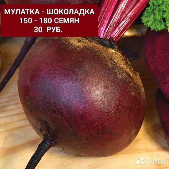 Семена Свёклы