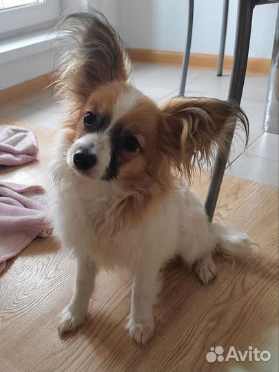 Щенки папийона