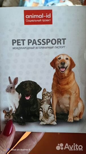 Котята мейн-кун