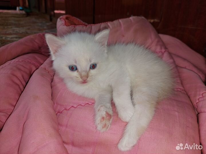 В добрые руки