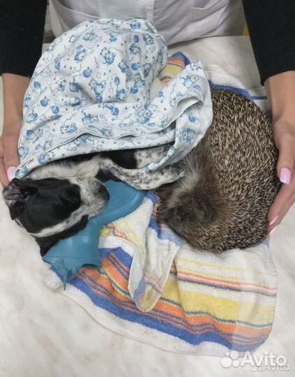 Ветеринар выезд на дом