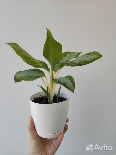 Аглаонема сильвер бей