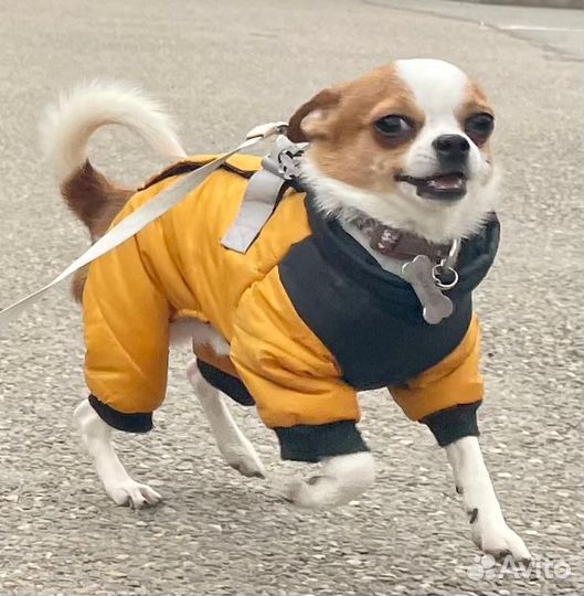 Вязка кобель чихуахуа