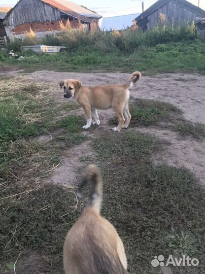 Собаки