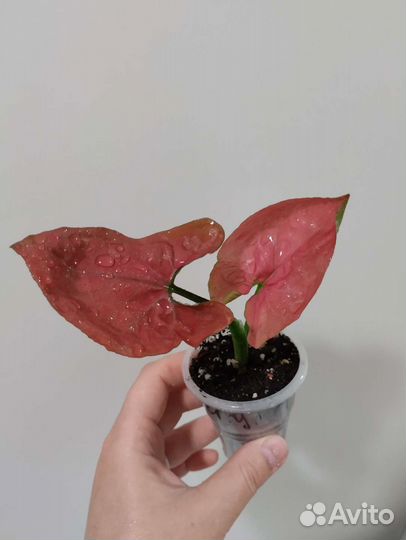 Сингониум разные сорта