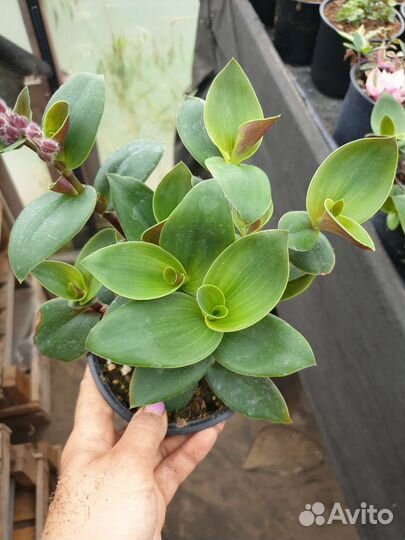 Традесканция разные сорта