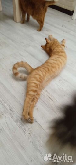 Кошки в добрые руки бесплатно. Кот Семён