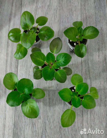 Фиалка в горшках