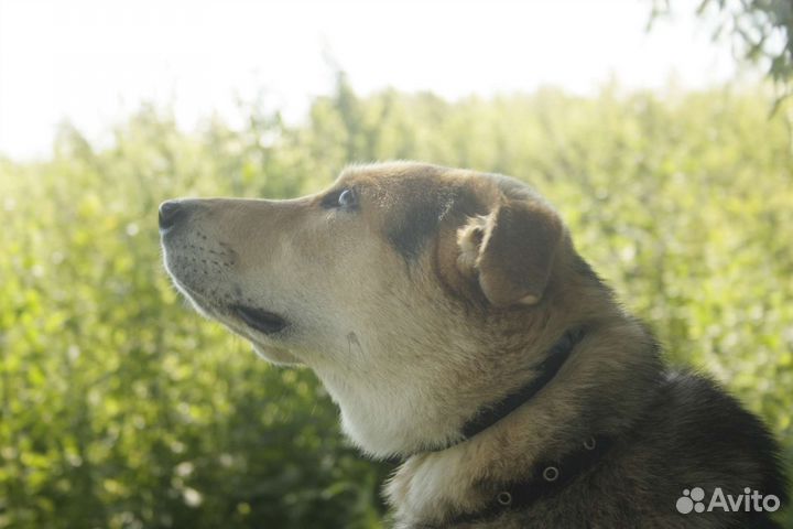 Щенок Жук в добрые руки