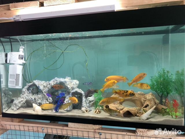 Готовый аквариум