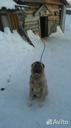 Приглашаем на вязку