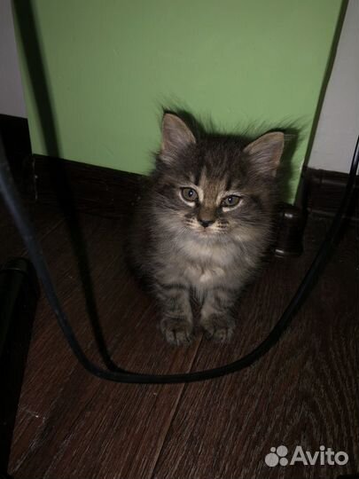 Котята норвежская лесная